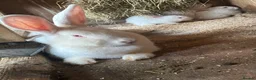 New Zealand rabbits for sale: Pure New Zealand Whites - Advert 4