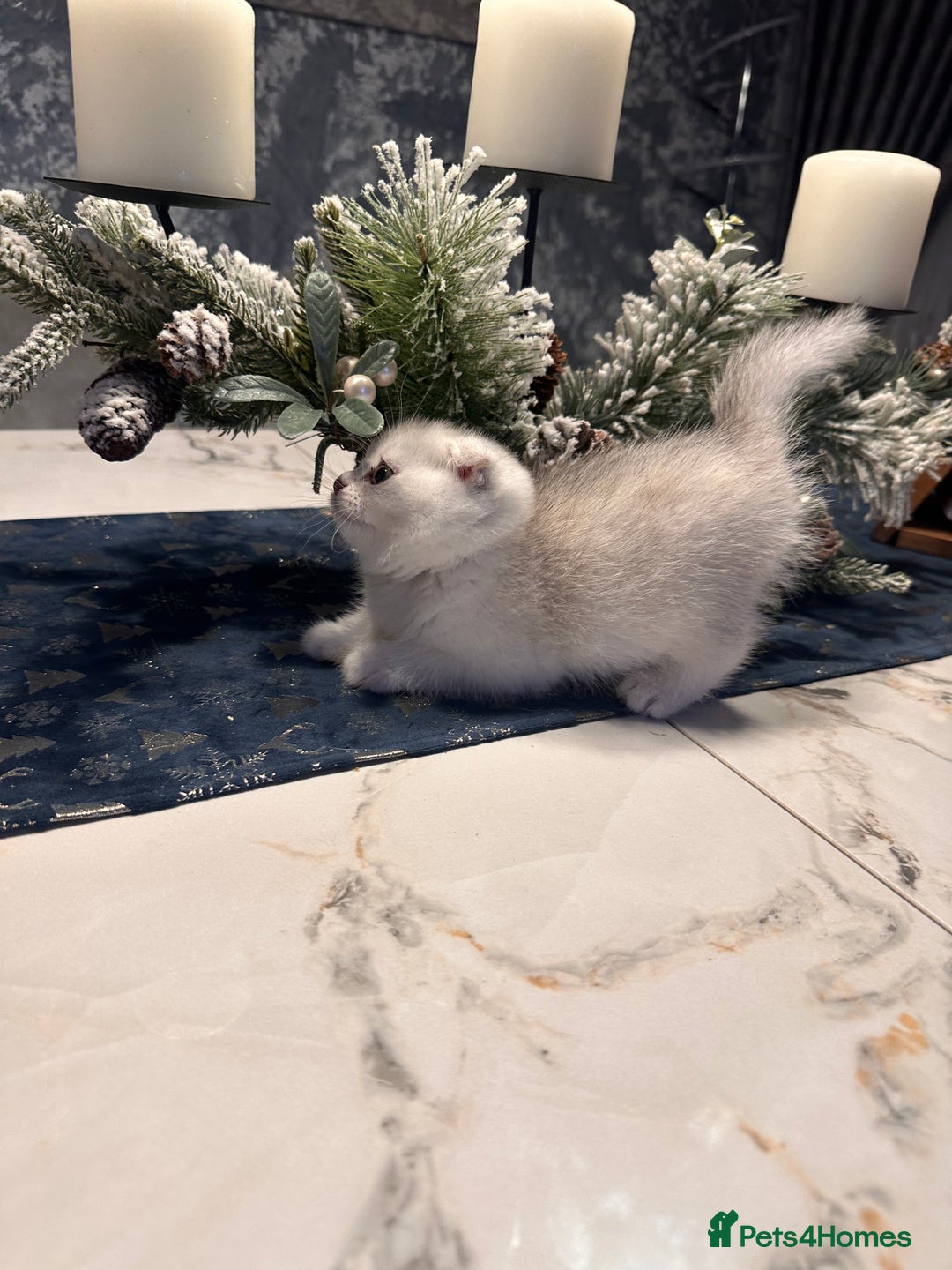 Scottish Fold cats for sale: Adorable Scottish Fold/Straight kittens  - Advert 12