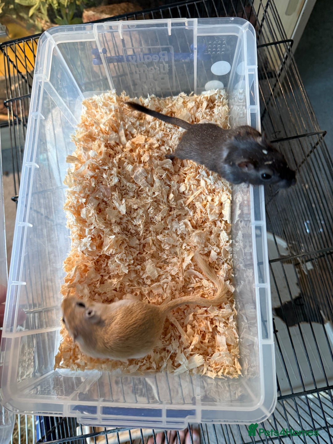 Gerbil rodents for sale: 2 male gerbils for rehome  - Advert 4