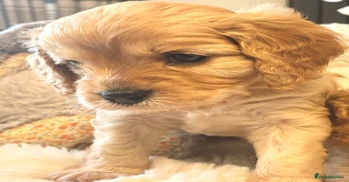 Cavapoo dogs - Advert 5