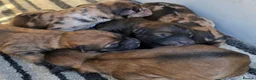 Mixed Breed dogs for sale: Outstanding Shibapoos 3 left  - Advert 3