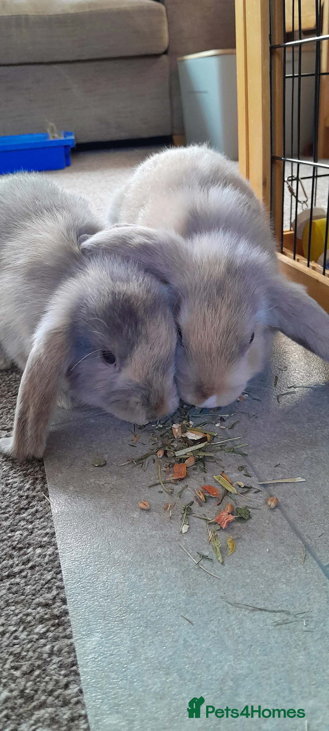 Rhinelander rabbits for sale: Mini lop siblings - Advert 2
