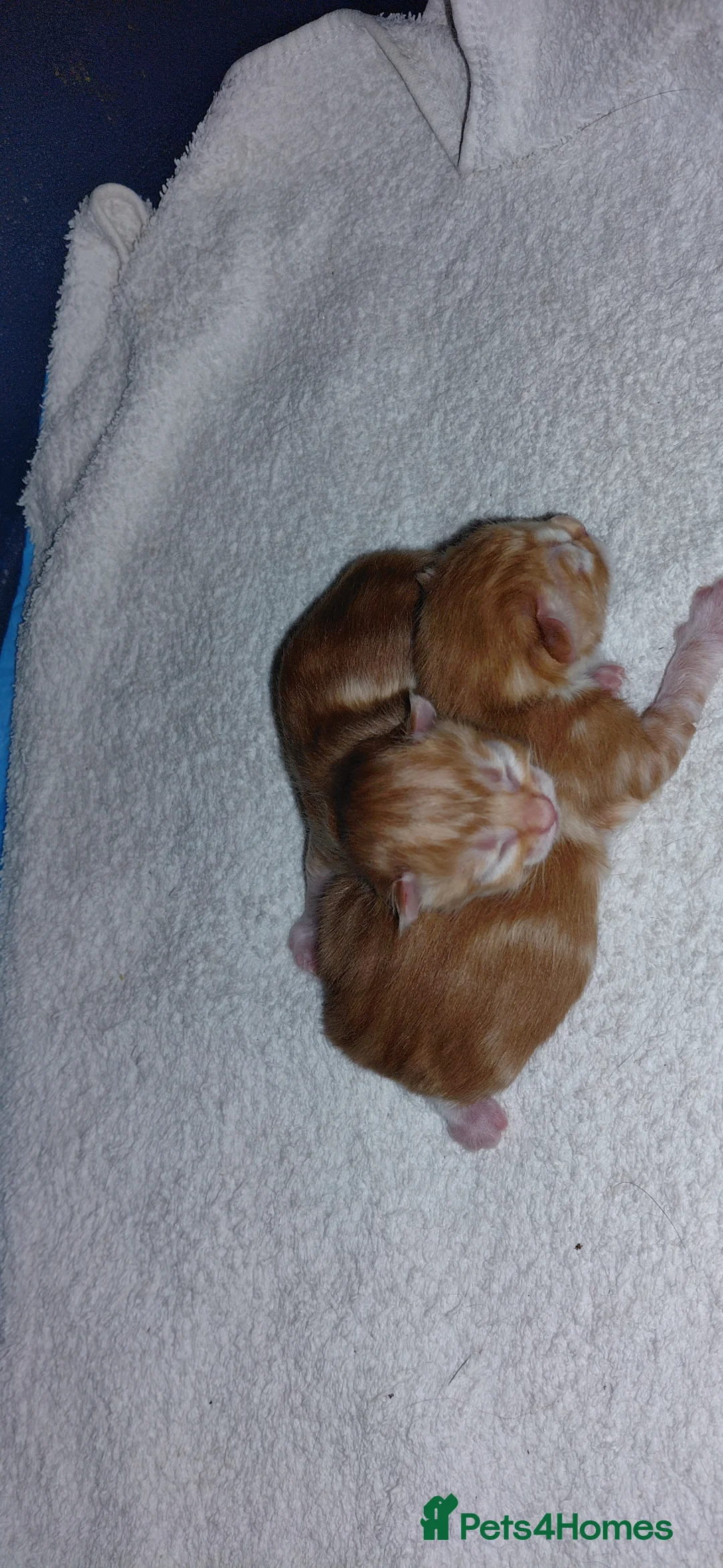 Mixed Breed cats for sale: Ginger kittens 1 of each sex - Advert 2