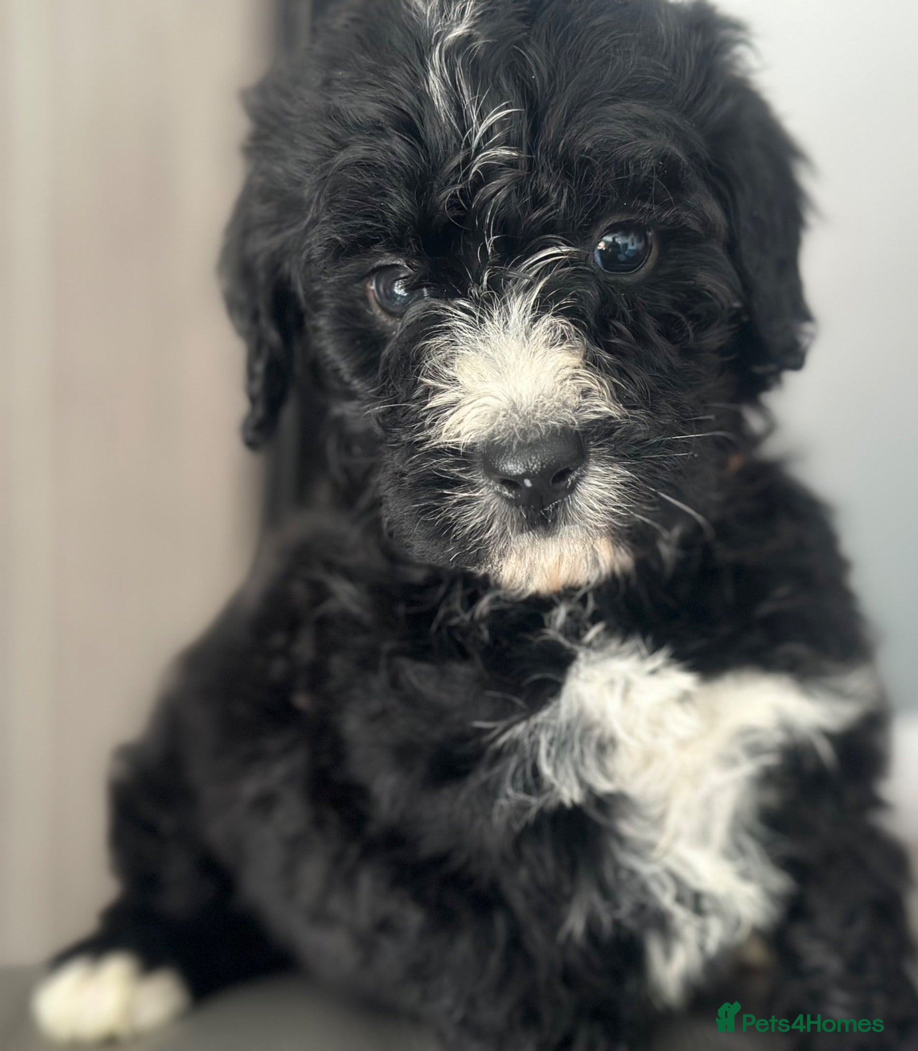 Bernedoodle dogs standard F1 Bernadoodles black/white last 4 1600  - Advert 1