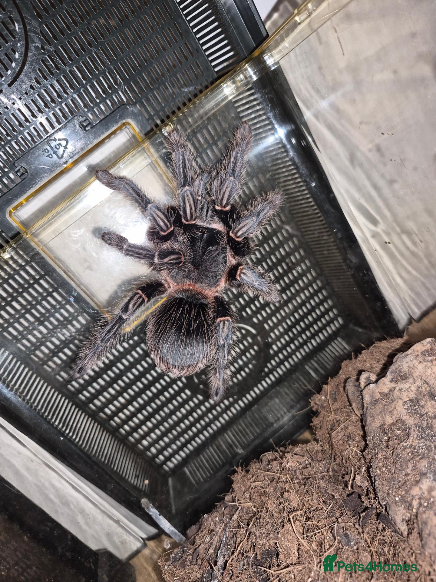 Tarantulas invertebrates Collection of Tarantulas and a Boa - Advert 5