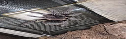 Tarantulas invertebrates for sale: List of Mix breed Tarantulas and a Boa  - Advert 3
