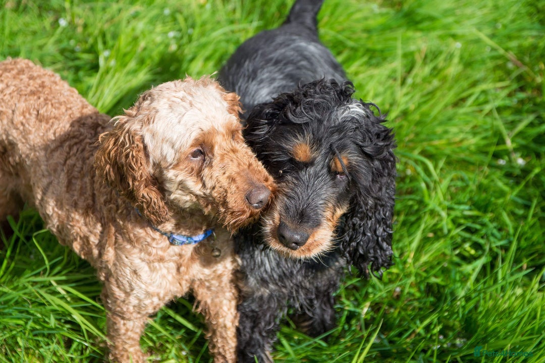Cockapoo dogs for sale: Ready now black f1 minature show cockapoos  - Image 5
