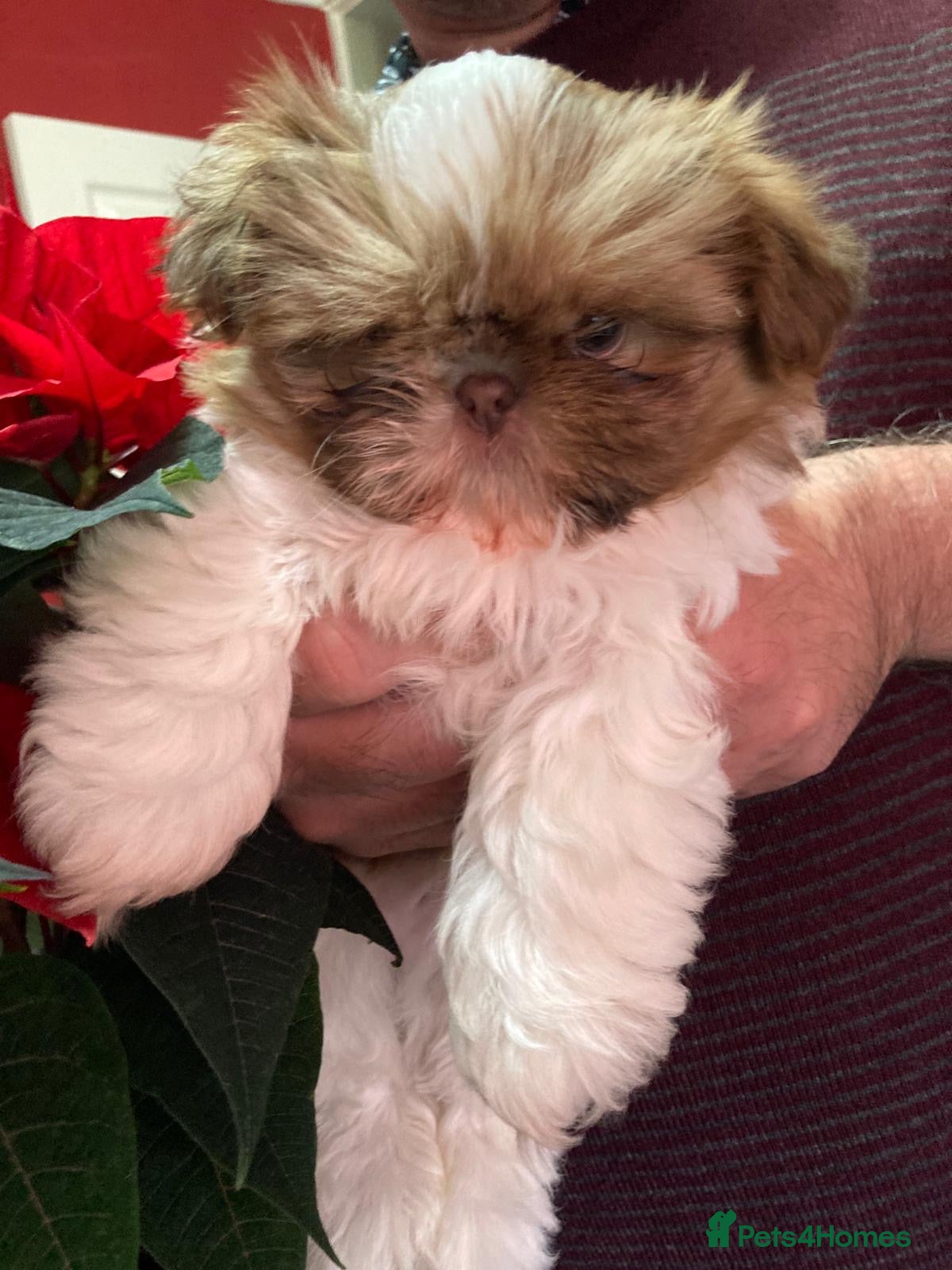 Shih Tzu dogs Only 1 Doll face shih tzu parti colour puppy’s  - Advert 7