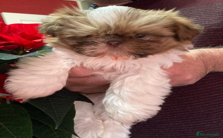 Shih Tzu dogs Only 1 Doll face shih tzu parti colour puppy’s  - Advert 8