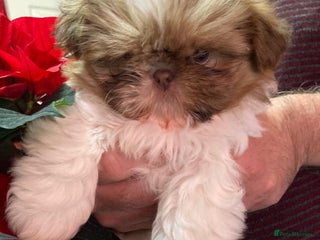 Shih Tzu dogs Only 1 Doll face shih tzu parti colour puppy’s - Advert 3