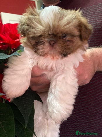 Shih Tzu dogs Only 1 Doll face shih tzu parti colour puppy’s - Advert 8