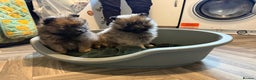 Pomeranian dogs for sale: Beautiful little pomeranians - Advert 18