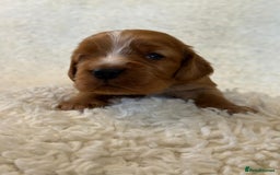 Cocker Spaniel dogs for sale: Full Health Tests KC Reg Showline Cocker Spaniels - Image 3