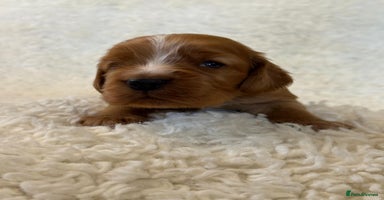 Cocker Spaniel dogs - Advert 1
