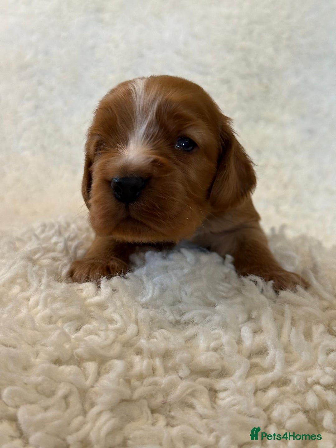 Cocker Spaniel dogs for sale: Full Health Tests KC Reg Showline Cocker Spaniels - Image 3