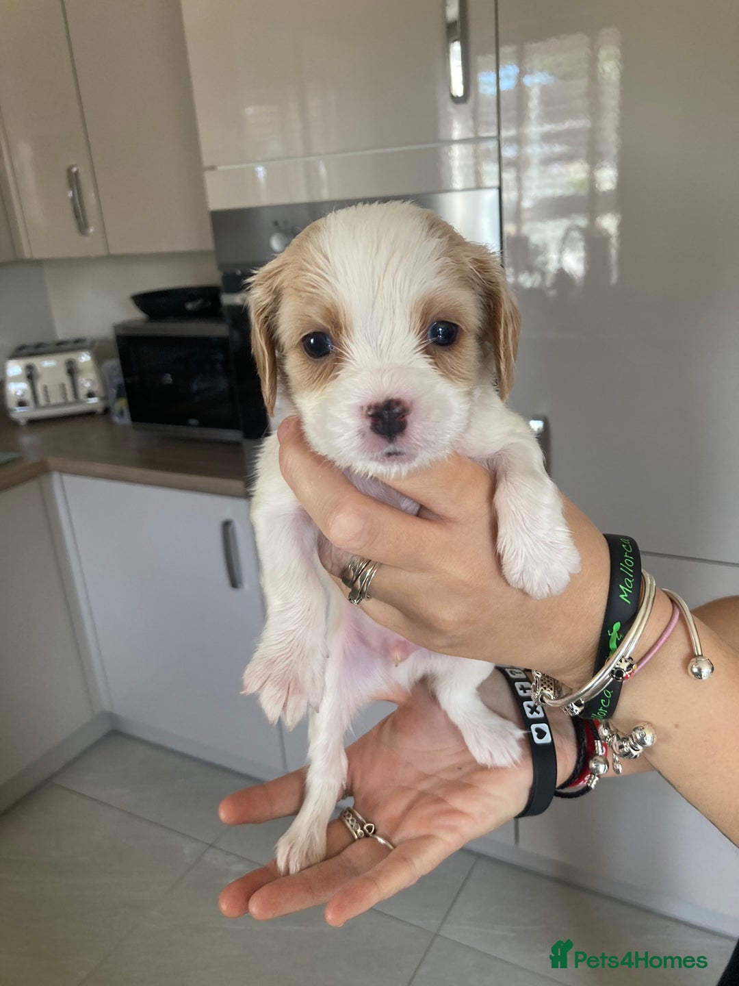 Cavachon dogs for sale: Cavalier King Charles x Cavachon - Image 11