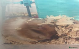 Hamster rodents for sale: *RESERVED* Baby boy Hamster 7 weeks old  - Image 3