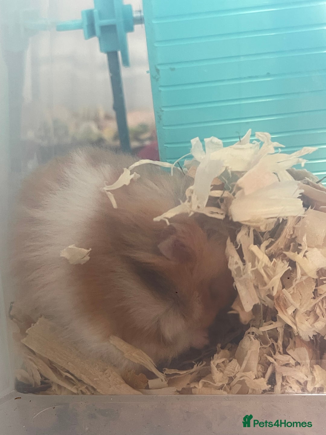 Hamster rodents for sale: *RESERVED* Baby boy Hamster 7 weeks old  - Image 3