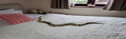 Python Snake reptiles for sale: Adult ball python + vivarium - £350 OVNO - Advert 2