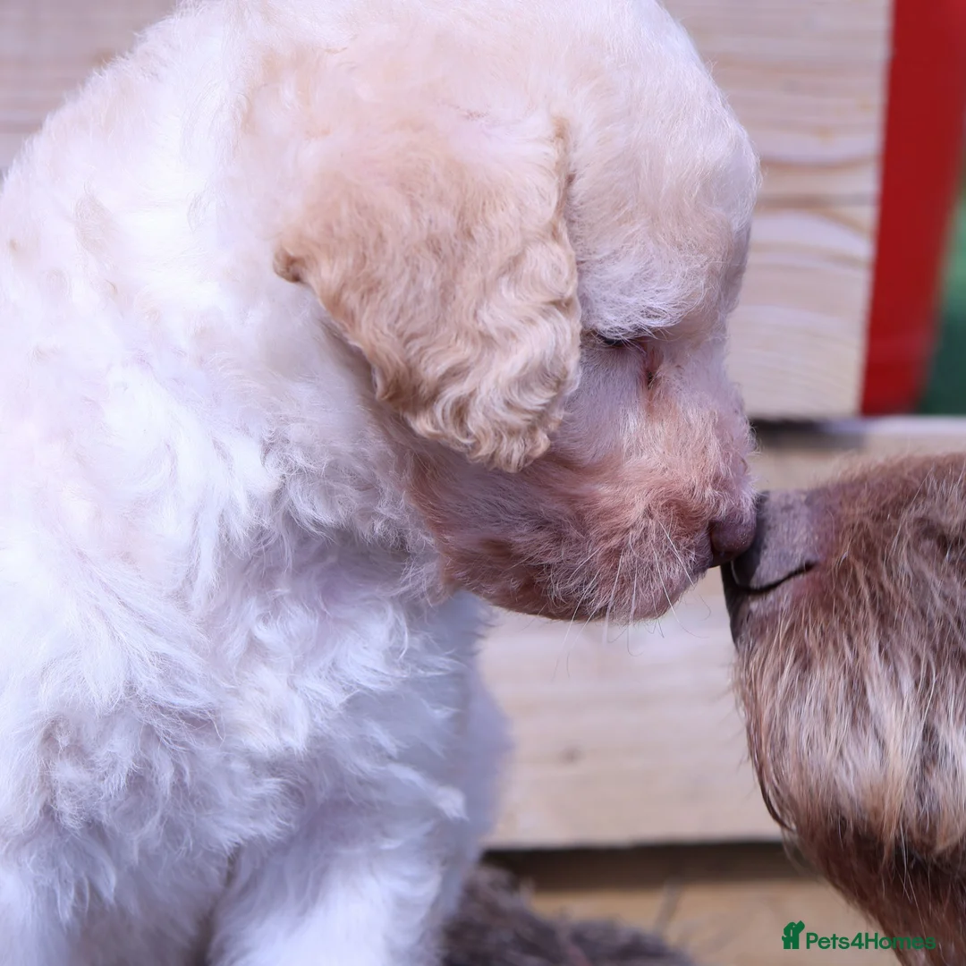 Labradoodle dogs for sale: Stunning F1b Standard Labradoodles Unique Parti - Advert 2
