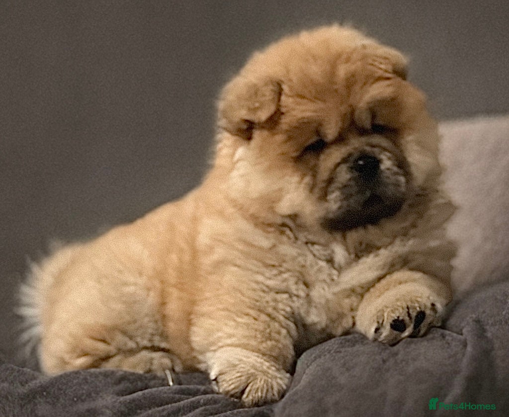 Chow Chow dogs 🧸🧸Beautiful chow chow puppies 🧸🧸 - Advert 10