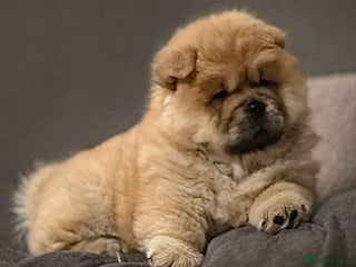 Chow Chow dogs 🧸🧸Beautiful chow chow puppies 🧸🧸 - Advert 1