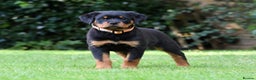 Rottweiler dogs for stud: Onex de Tierra Ibera available for stud in Newark - Advert 15