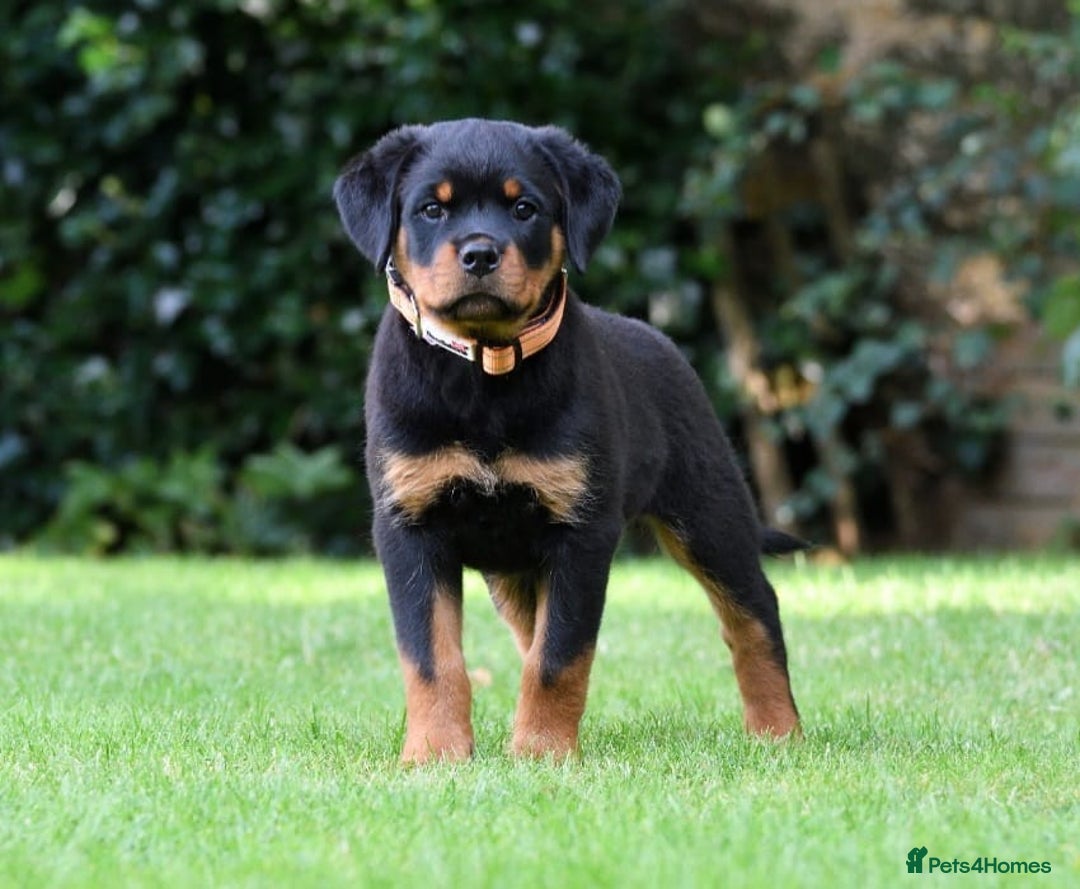 Rottweiler dogs for stud: Onex de Tierra Ibera now available for stud in Newark - Image 13