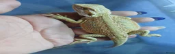 Bearded Dragon reptiles for sale: Baby bearded dragons  - Advert 10