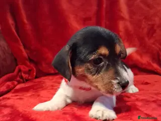 Jack Russell dogs Jack russel puppies - Advert 3