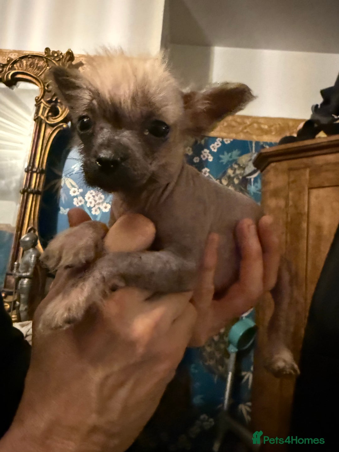 Chinese Crested dogs for sale: Chinese Crested Puppies  - Advert 12