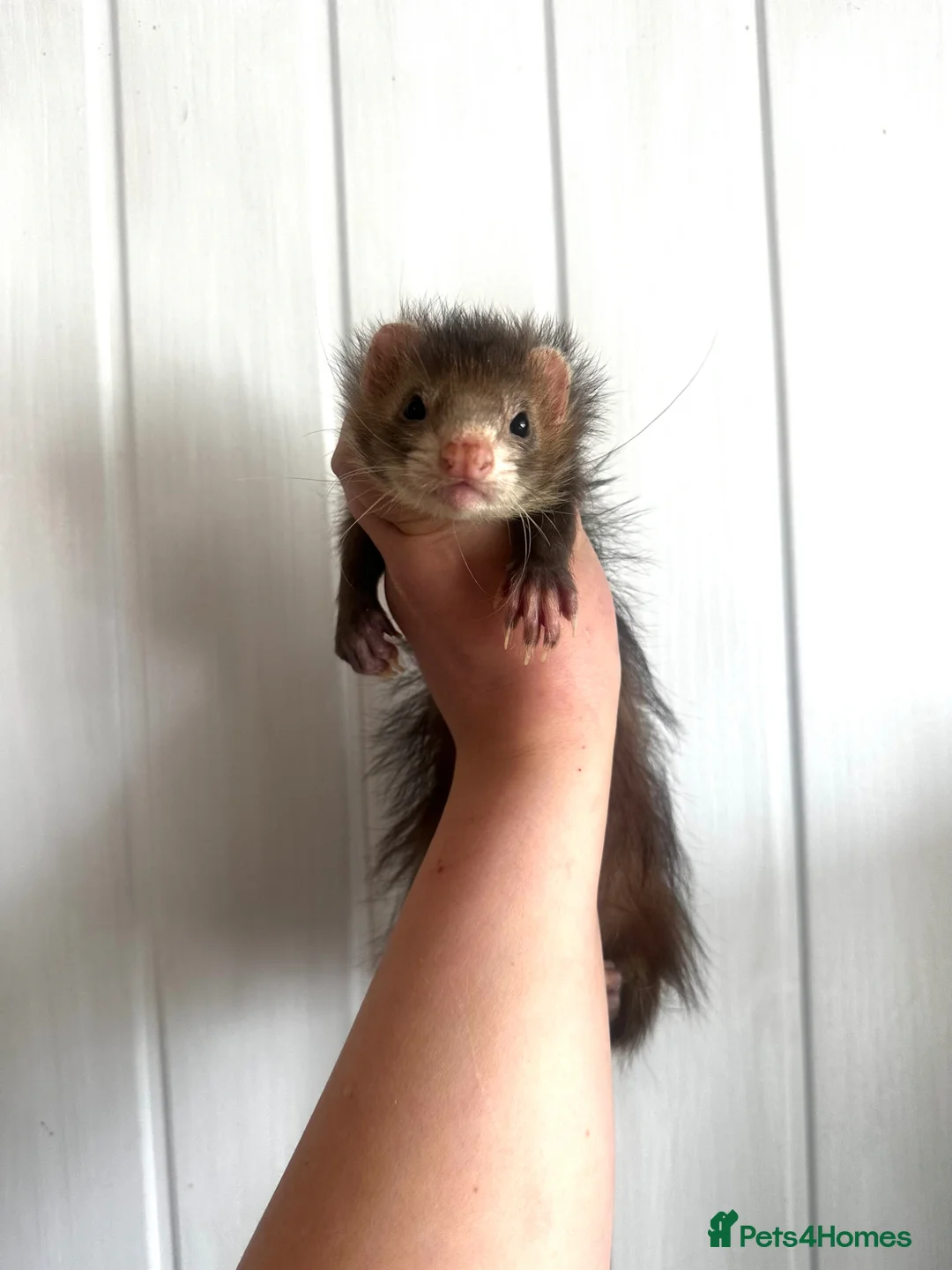 Ferret rodents for sale: Gorgeous petite full angora hob  - Advert 2