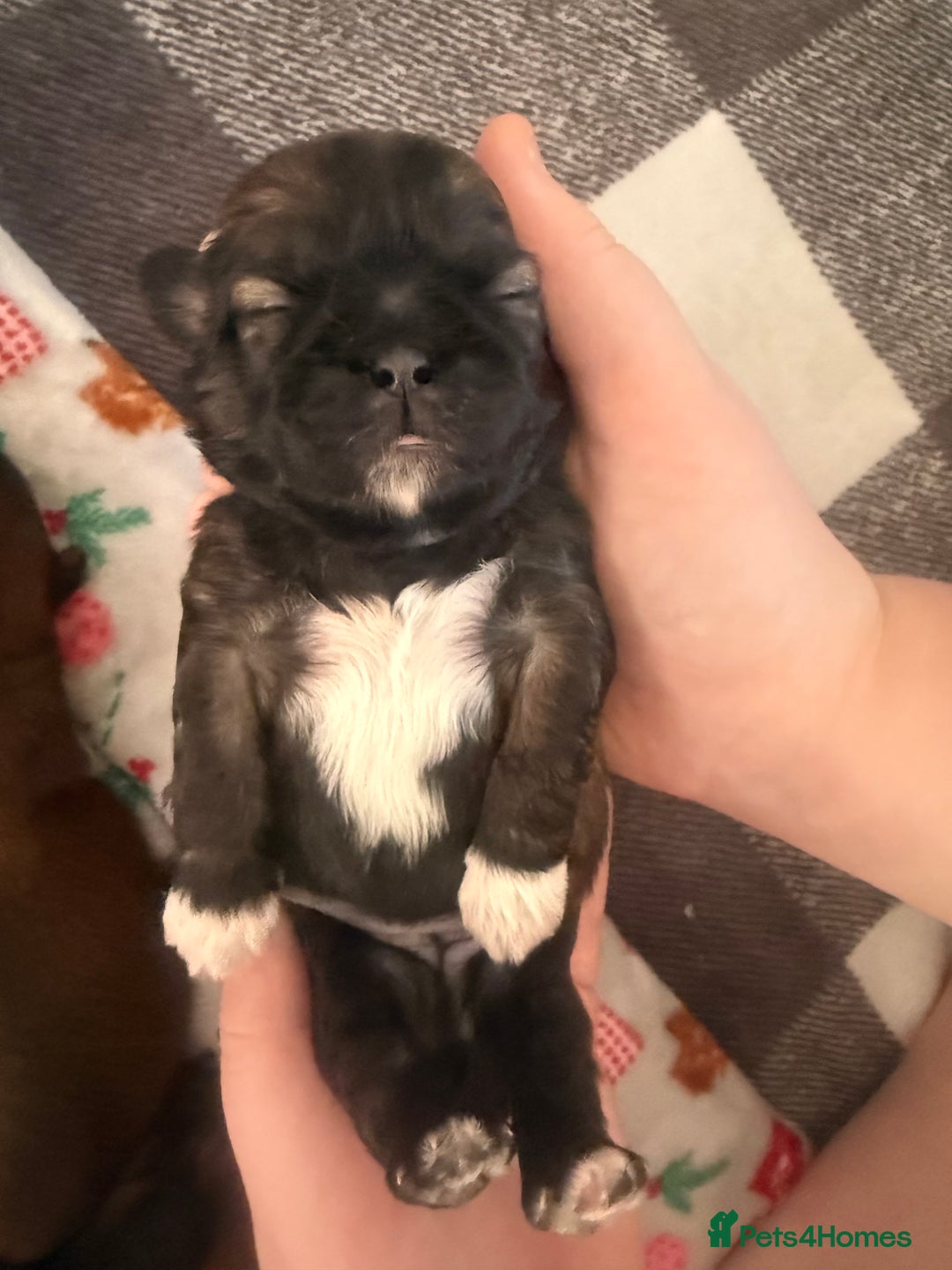 Shih Tzu dogs for sale: Gorgeous Shih Tzu Babies, ready from 14 Febuary.  - Advert 3