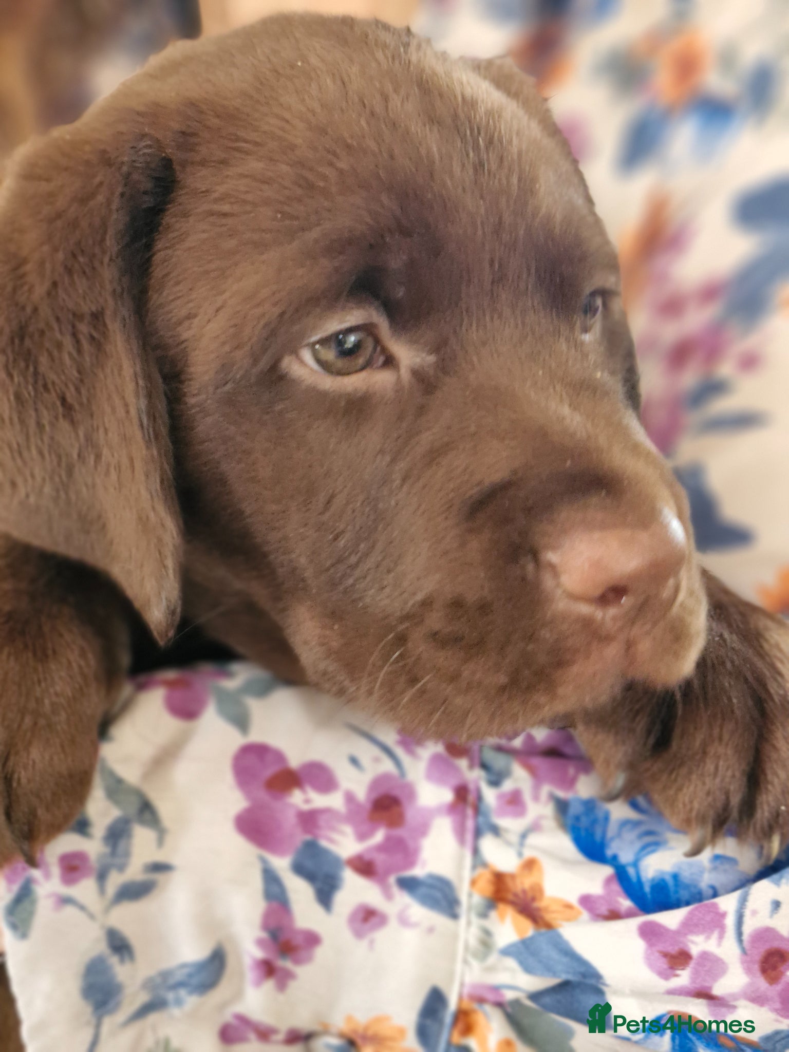 Labrador Retriever dogs Ready- Home raised KC Chunky Chocolate Labradors - Advert 1