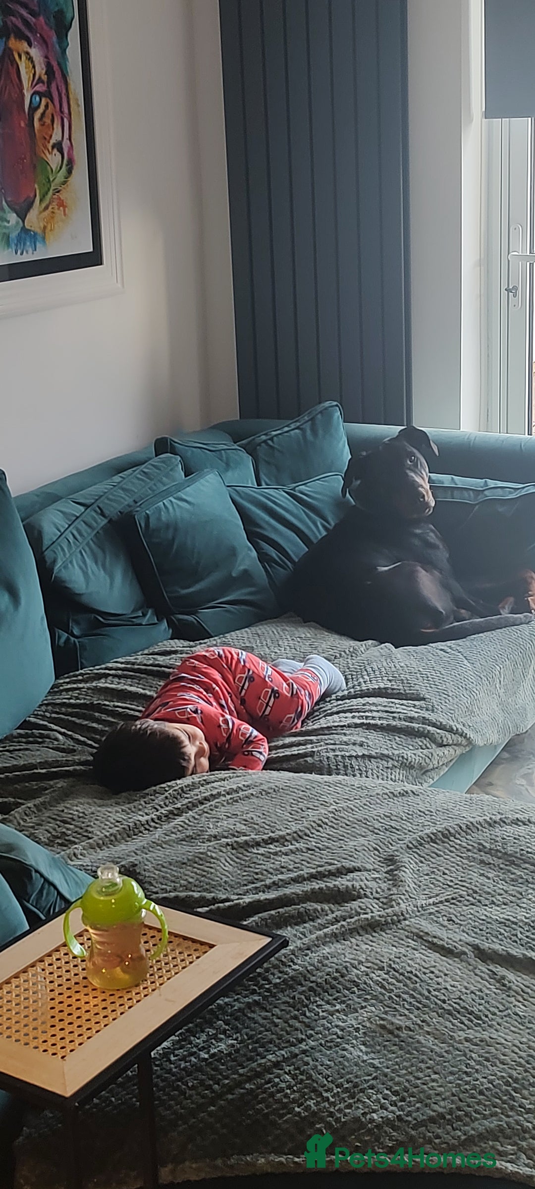 Dobermann dogs for sale: 4 year old Male Doberman looking for forever home - Image 28