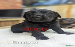 Mixed Breed dogs for sale: !!! ONE merle girl left !!! available now  - Advert 14