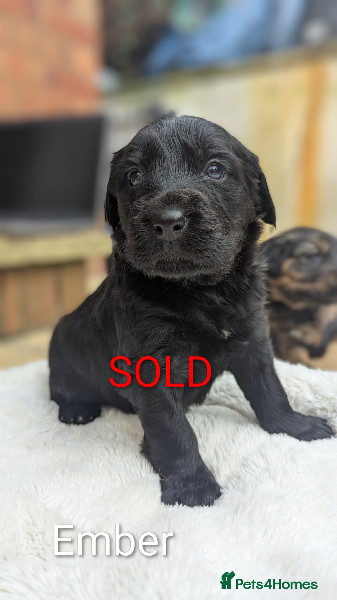 Mixed Breed dogs for sale: !!! ONE merle girl left !!! available now  - Advert 14