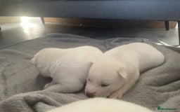 Siberian Husky dogs for sale: Gorgeous Husky puppies - Image 8