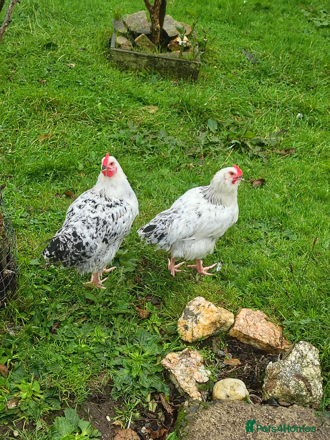 Chickens poultry for sale: 4 boys  - Image 3