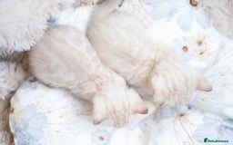 Bengal cats for sale: 3 Snow Bengal Boys-Gorgeous-TICA-Ready in November - Image 7