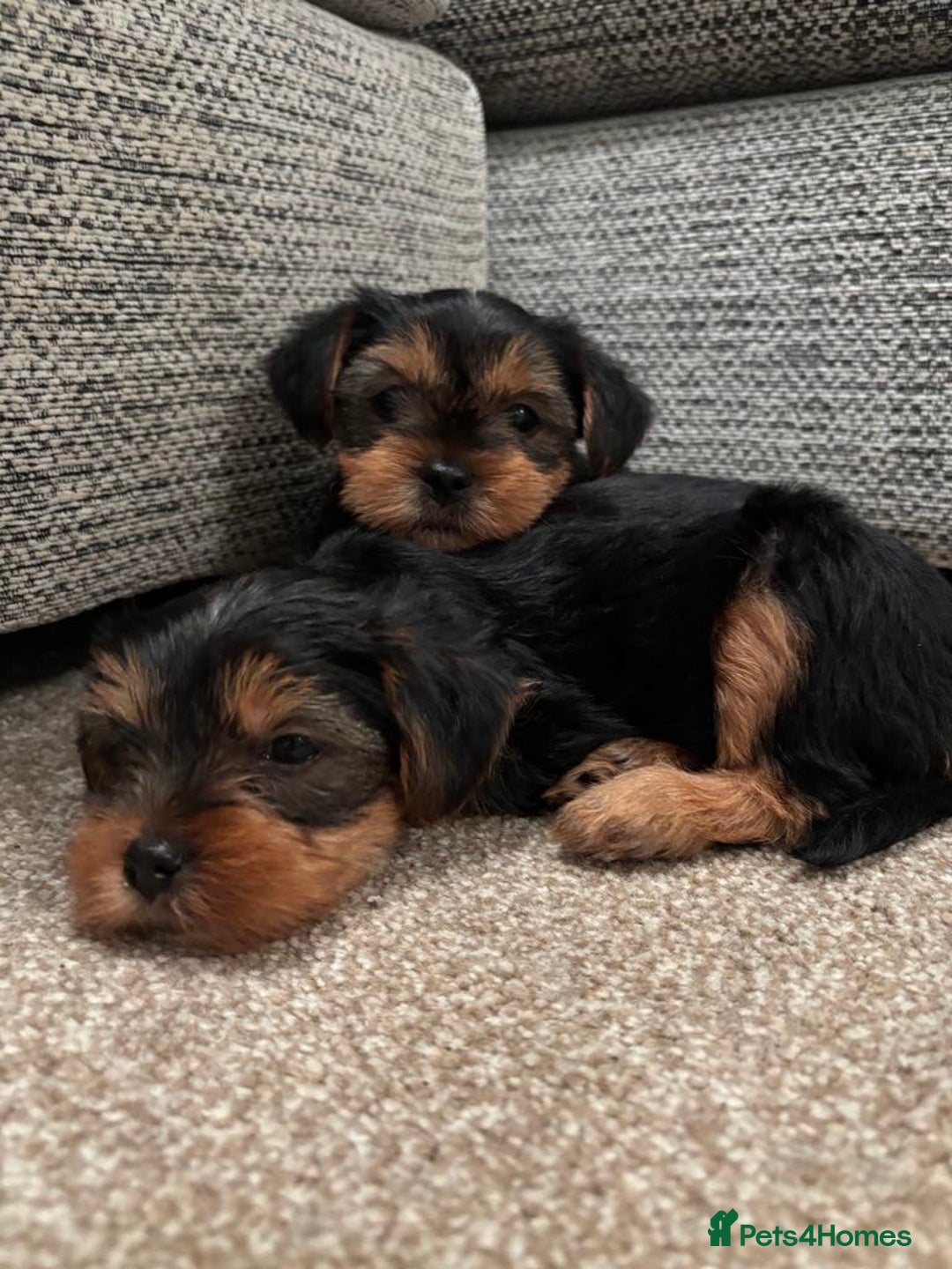 Yorkshire Terrier dogs for sale: Two Female Yorkshire Terrier Puppies  - Advert 1