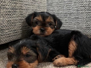 Yorkshire Terrier dogs Two Female Yorkshire Terrier Puppies - Advert 4