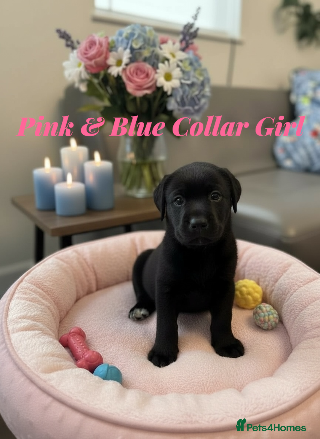 Labrador Retriever dogs for sale: Stunning KC Puppies Health Tested Parents - Advert 12