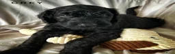 Newfypoo dogs for sale: 8 Beautiful F1 Newfypoo Puppies  - Advert 8
