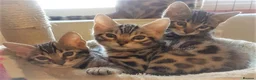 Bengal cats for stud: Quality T.I.C.A reg Bengal for stud SCOTLAND - Advert 15