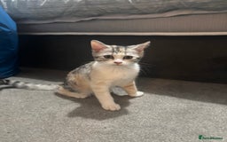 Scottish Fold cats for sale: SCOTTISH FOLD FEMALE KITTENS - Image 2