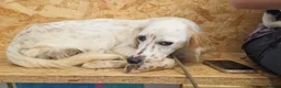 English Setter dogs for adoption: Hamar in Brighton - Advert 3