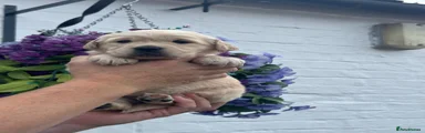Golden Retriever 2