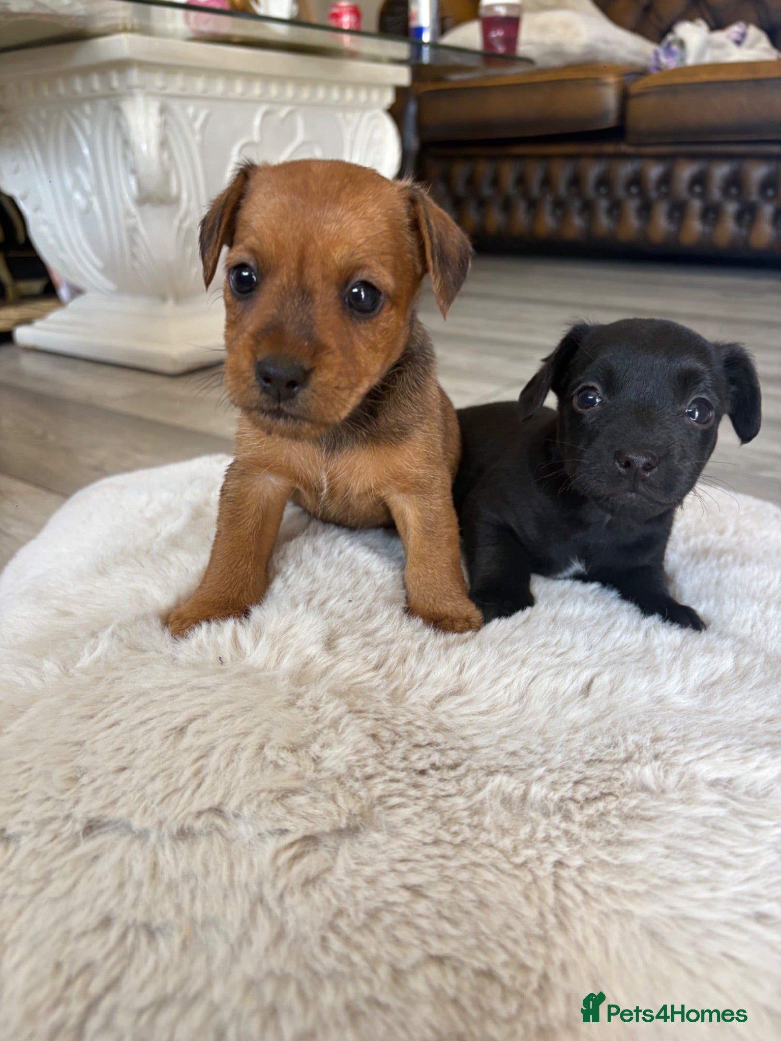 Lakeland Terrier dogs Lakeland terrier - Advert 2