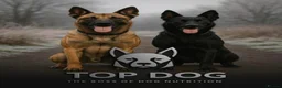 Belgian Shepherd Dog dogs for sale: 5 BEAUTIFUL WORKING-LINE  - Advert 1